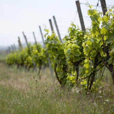 Hotel Weingut Schilling Seinsheim Exteriér fotografie
